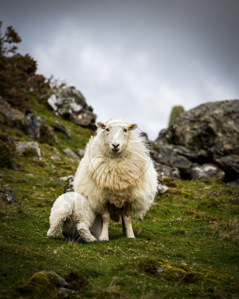 A quiet moment on the walk — a ewe and her lamb in the misty hills of Eryri.