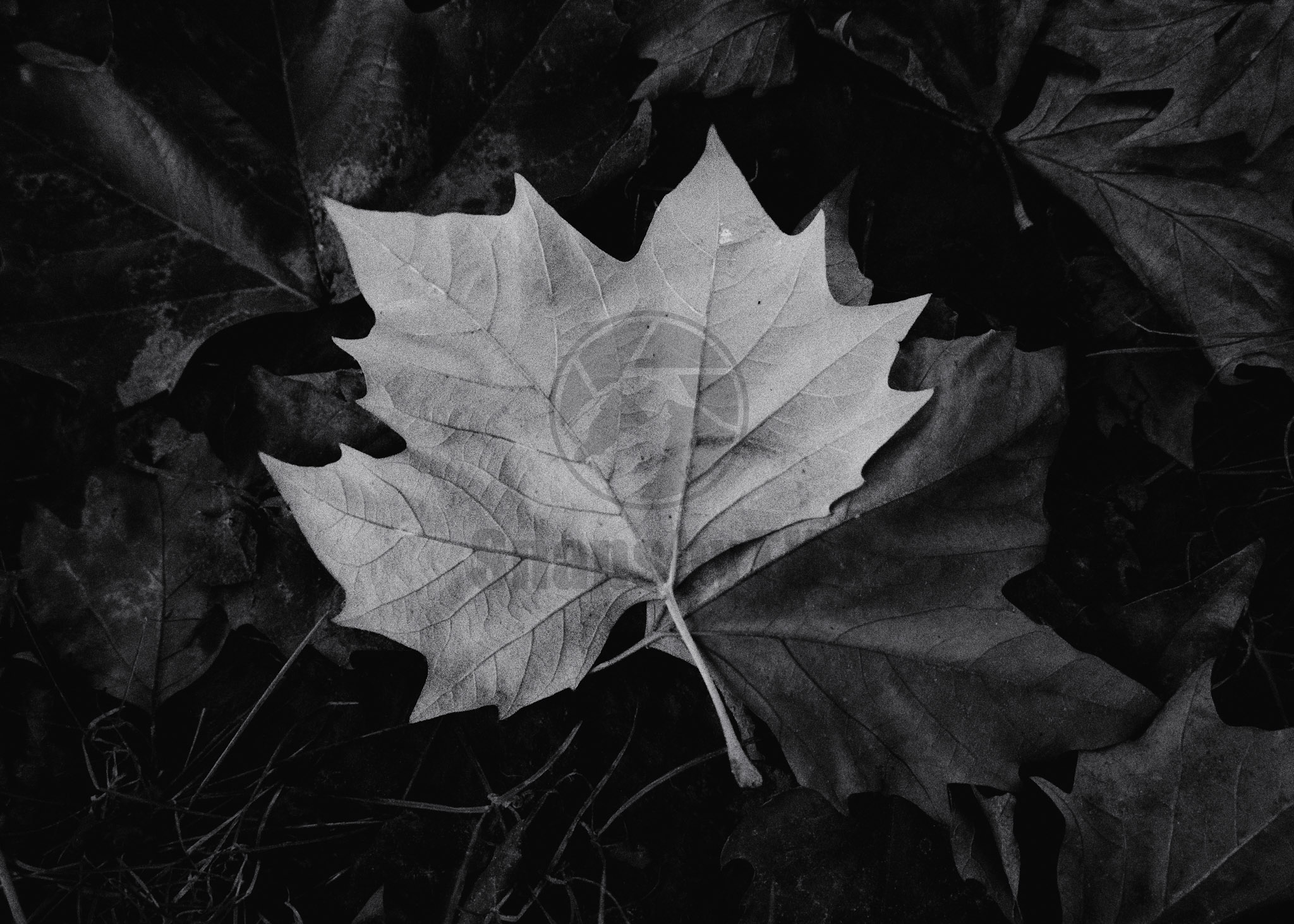 Autumn leaf photographed on Kentmere Pan 400