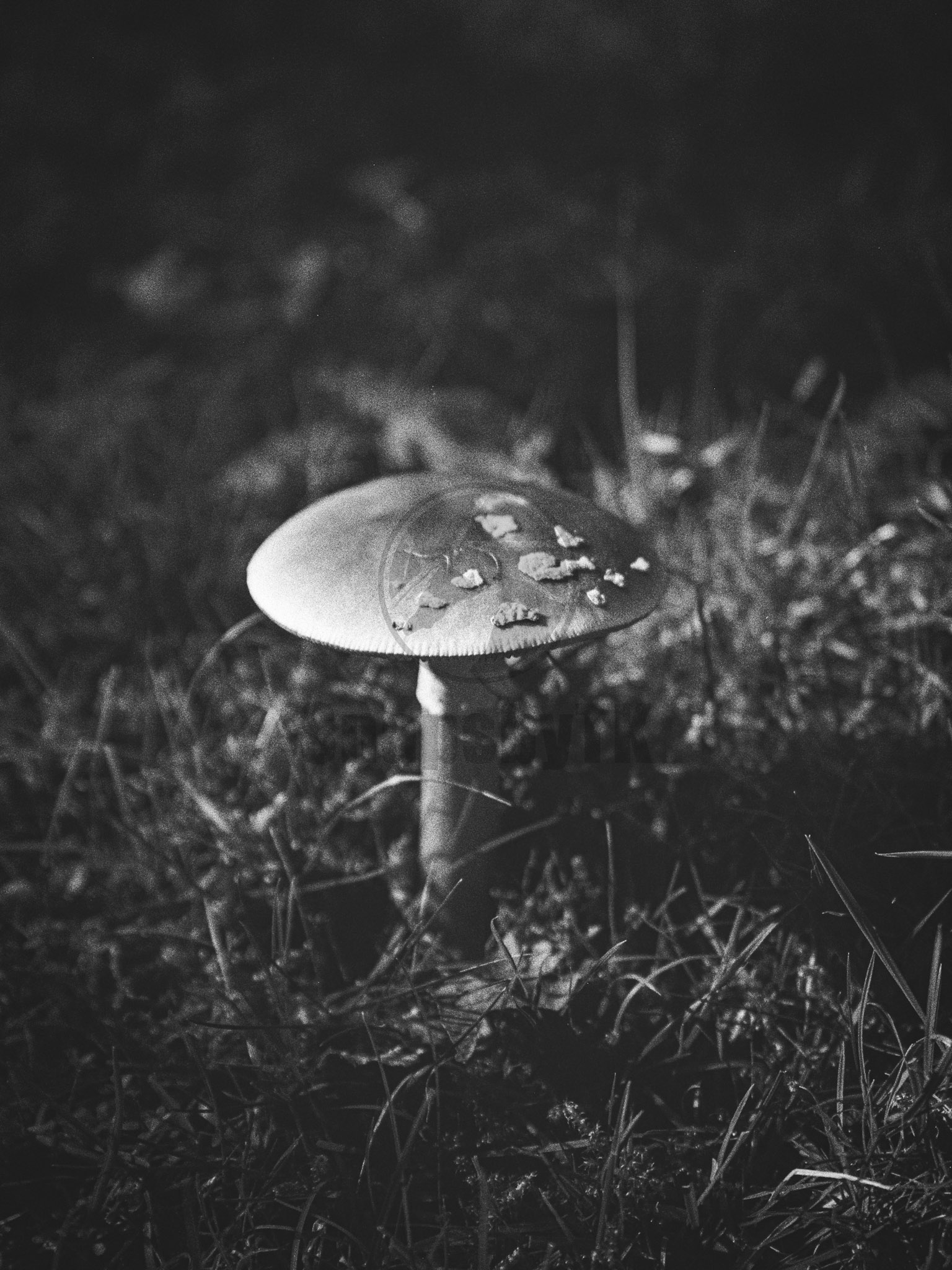 Single toadstool black and white film photography