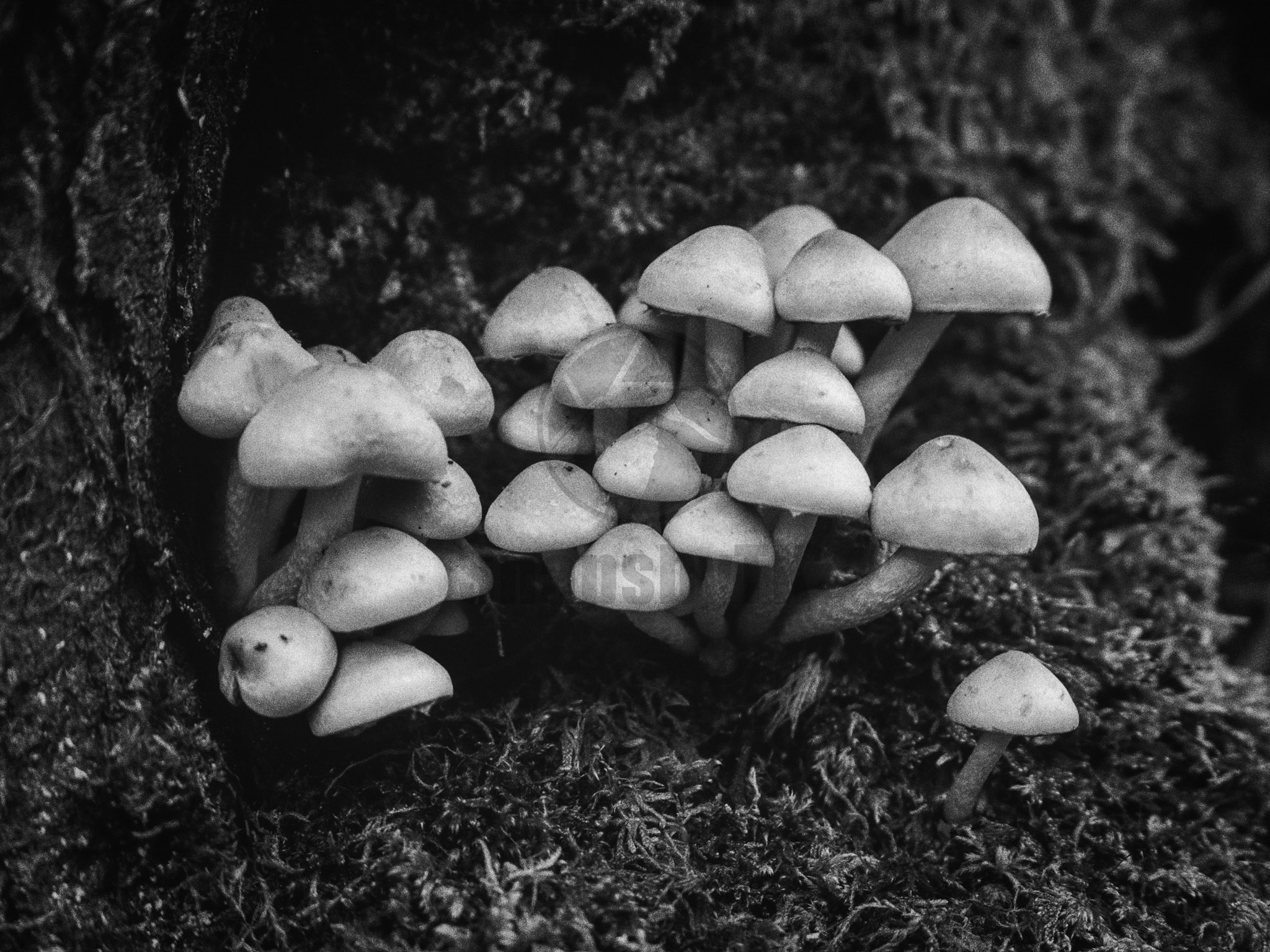 Mushrooms growing from a tree trunk on 35mm film