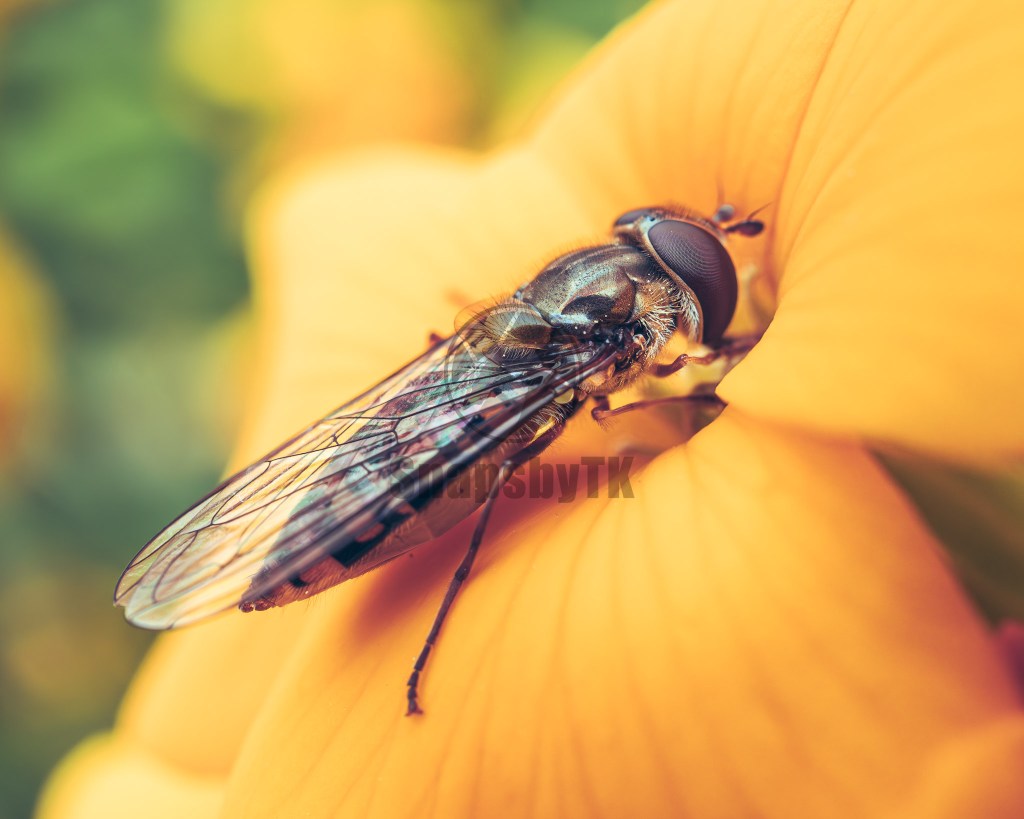 hoverfly captured in the garden with my Olympus OM-D E-M1 Mark II and Olympus 30mm macro lens.