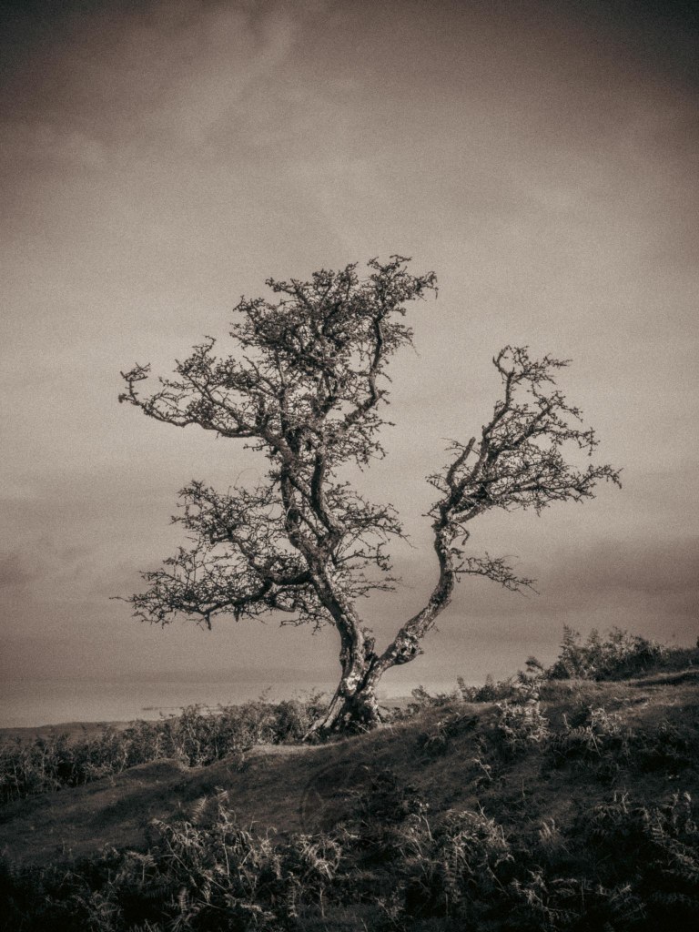 Lone narley tree on the quantock hills on a moody winters day