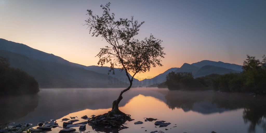 Silent Sunday – Lone Tree of Llyn Padarn